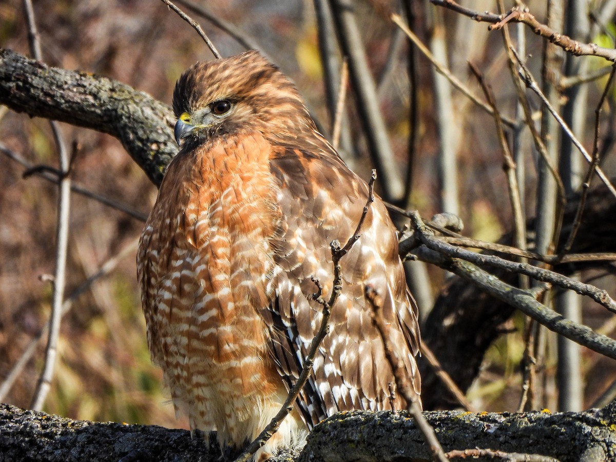 Kızıl Omuzlu Şahin - ML646831291