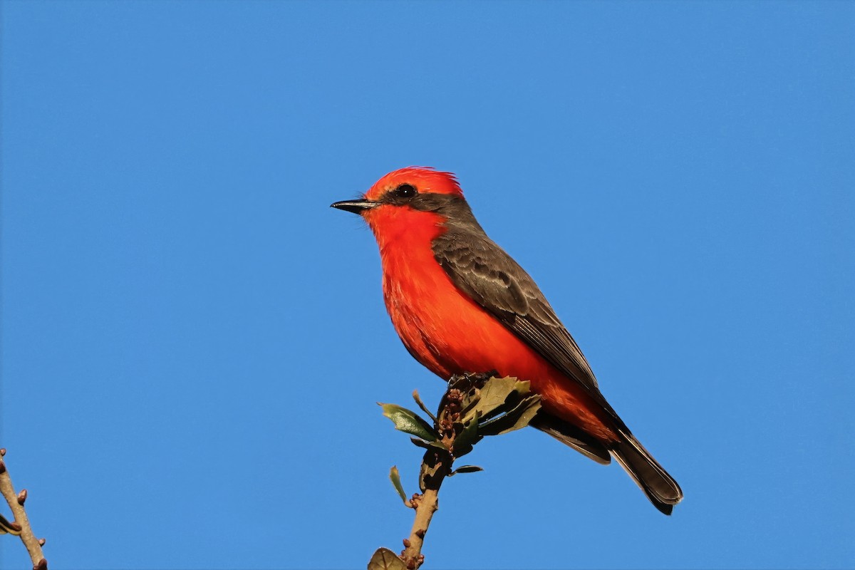 Vermilion Flycatcher - ML646831292