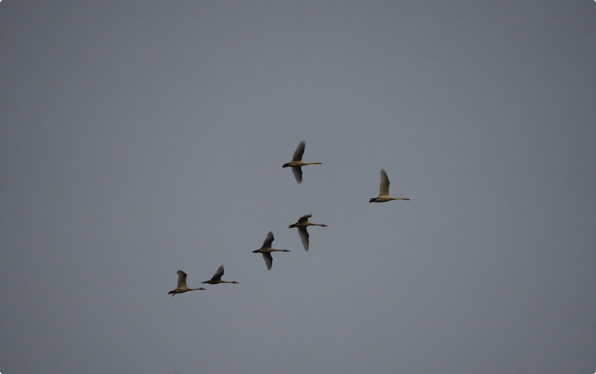 コハクチョウ - ML646831293