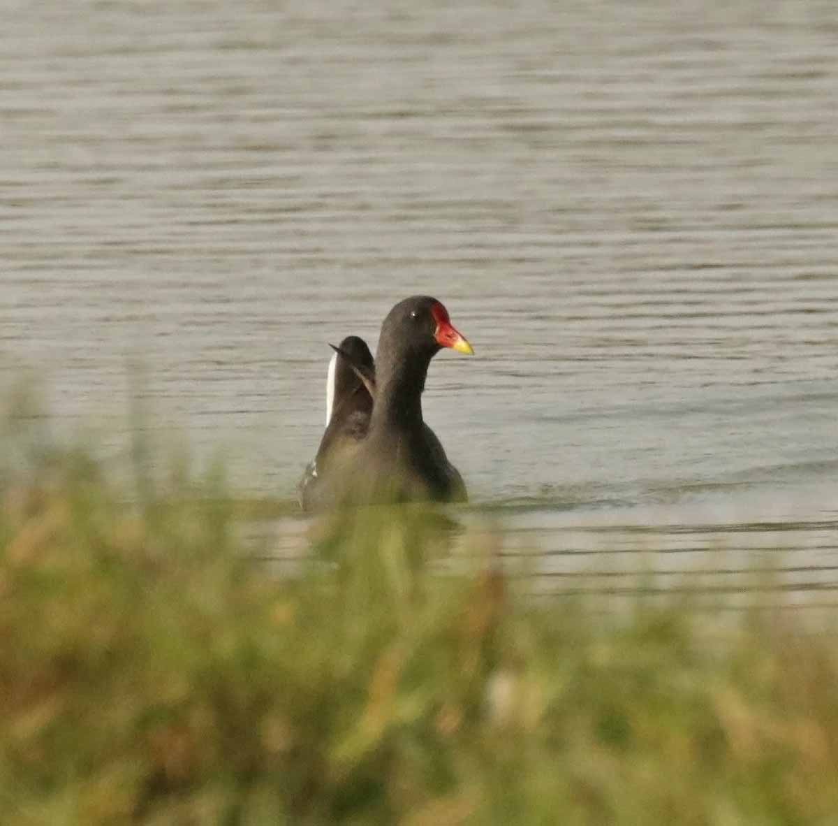 バン - ML646831294