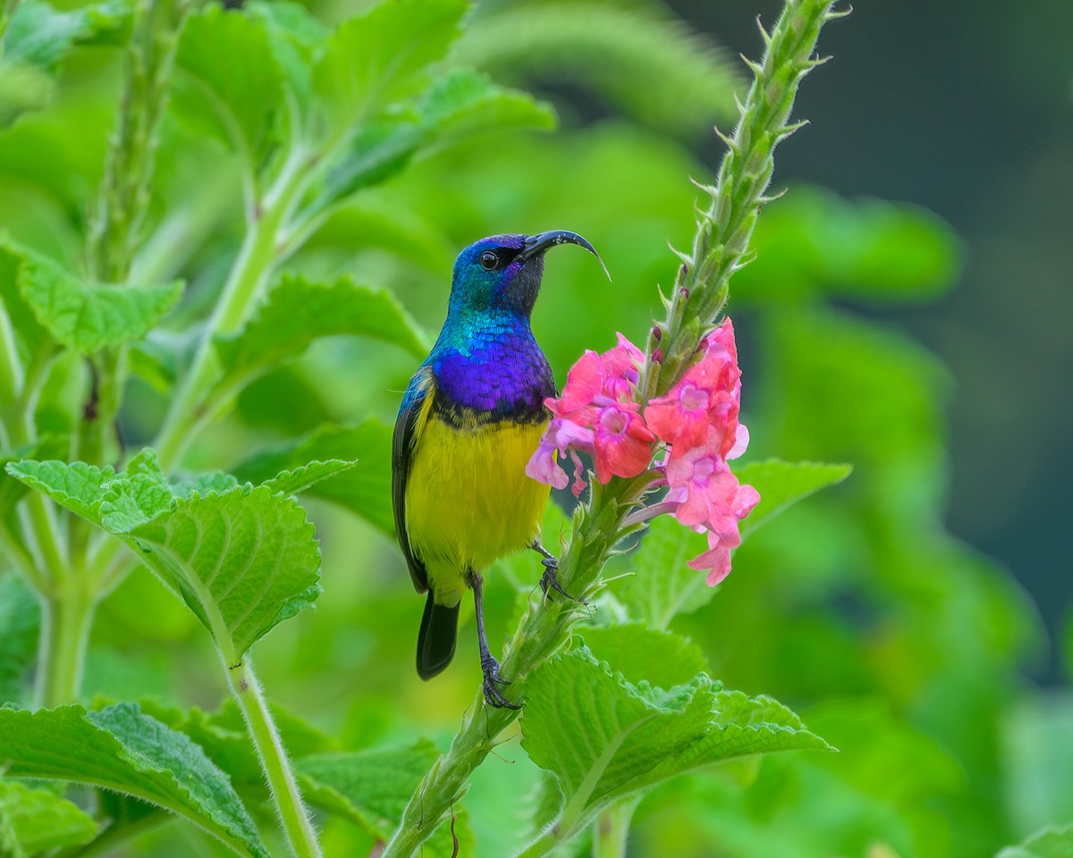 Разноцветная нектарница - ML646831295