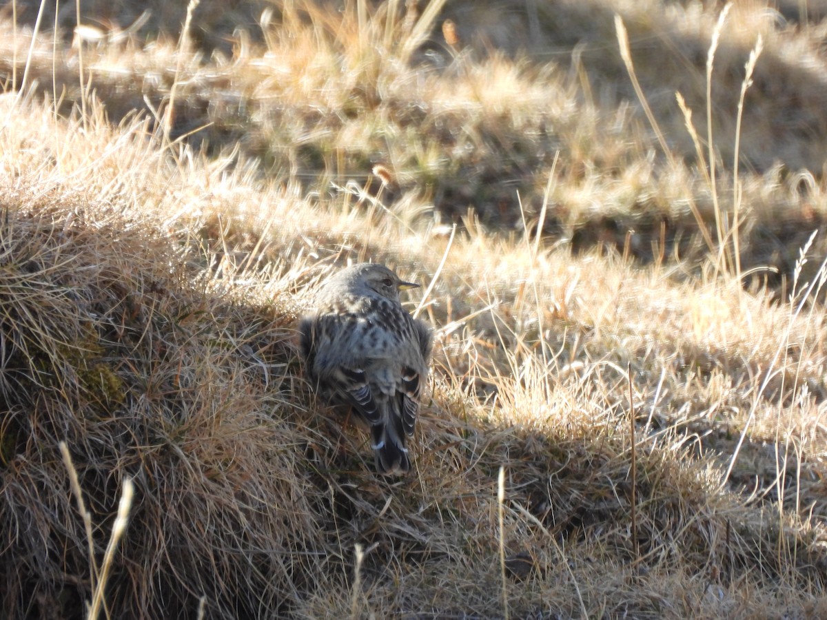 イワヒバリ - ML646831296