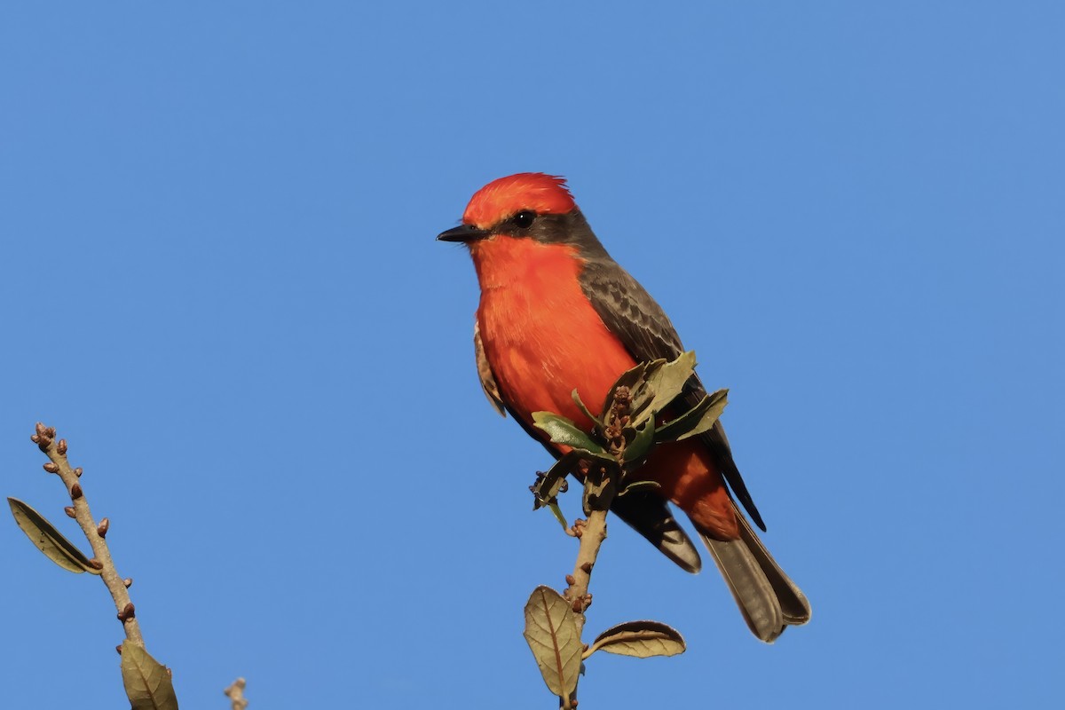 Vermilion Flycatcher - ML646831299
