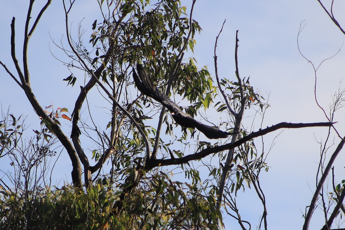 モリガラス - ML646831301