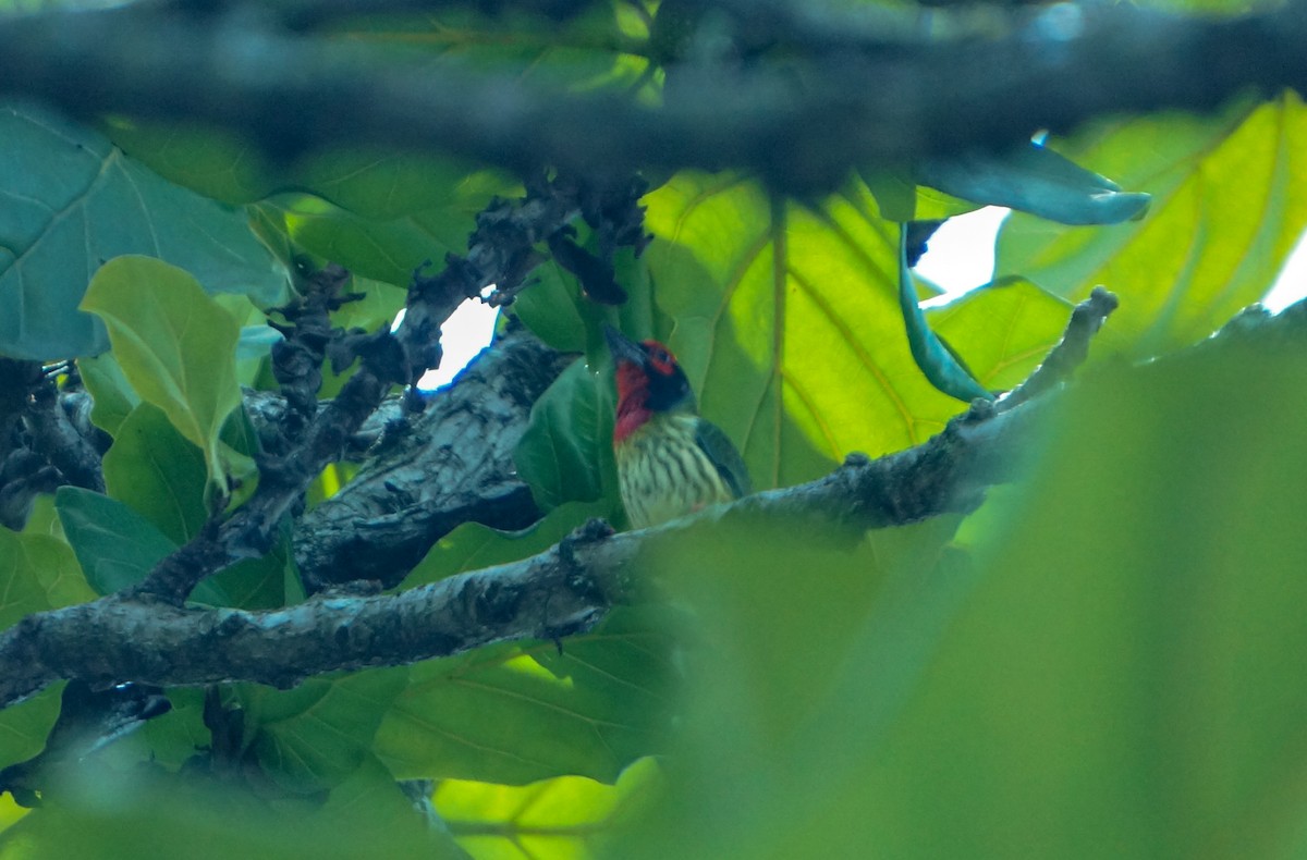 Coppersmith Barbet (Javan Red-faced) - ML646831304