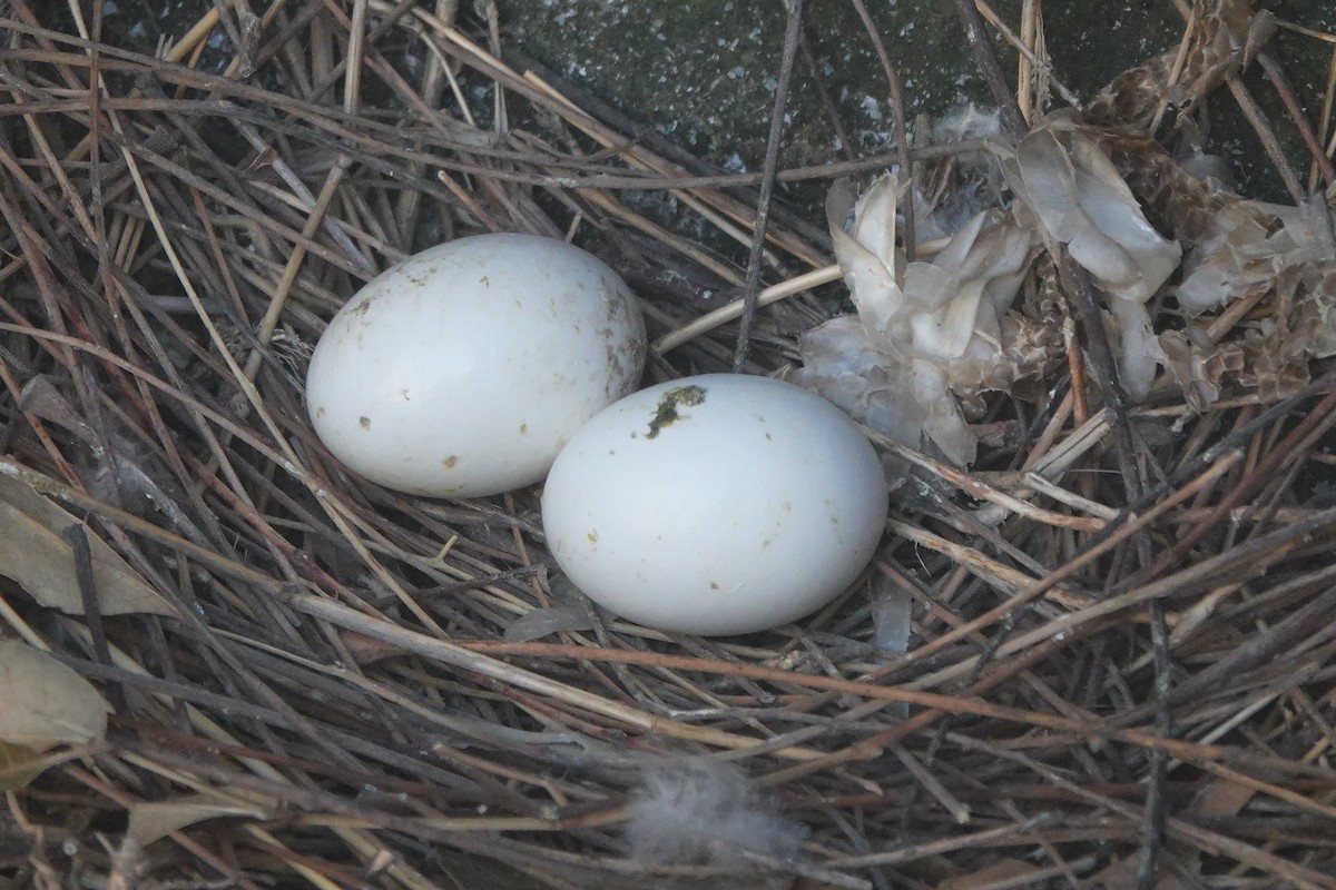 カワラバト（ドバト、家畜型） - ML646831305