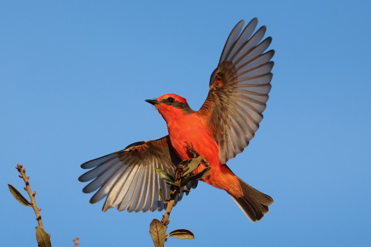 Vermilion Flycatcher - ML646831306