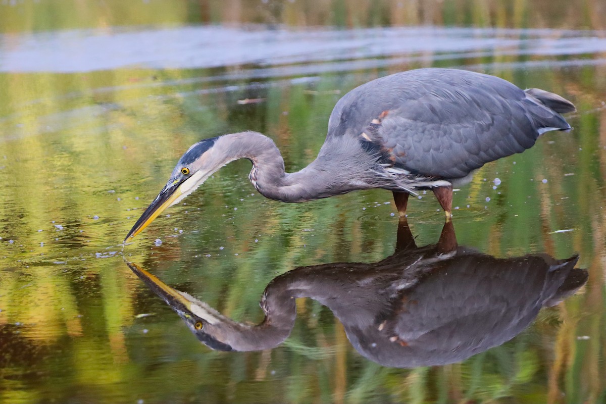 Great Blue Heron - ML646831307