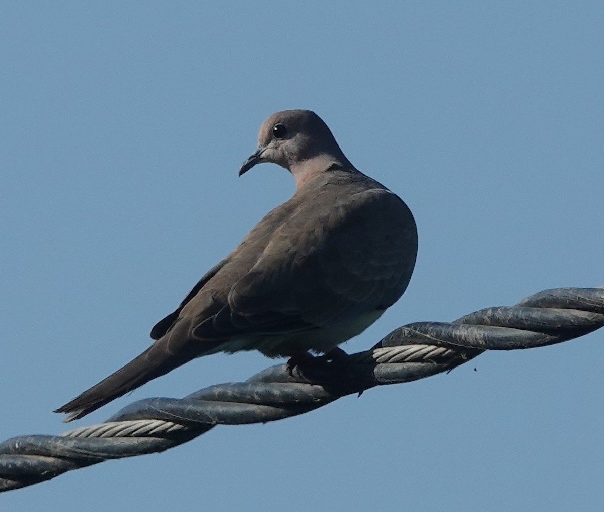 תור צווארון - ML646831308