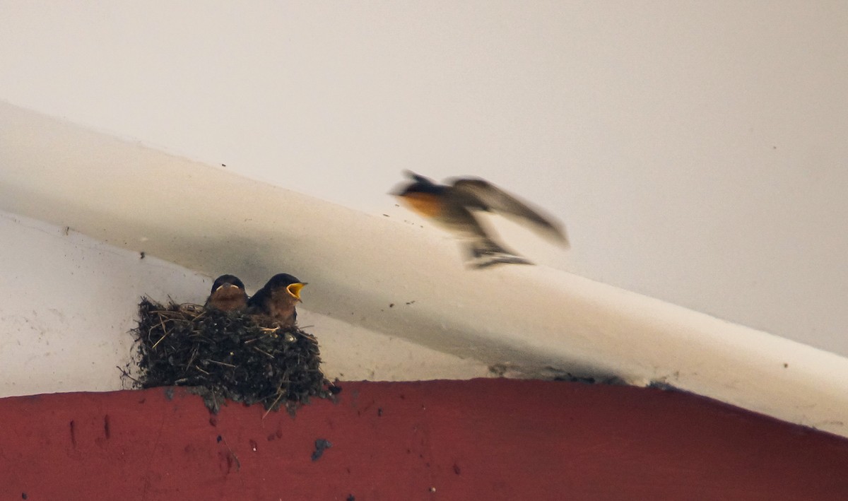 リュウキュウツバメ - ML646831309