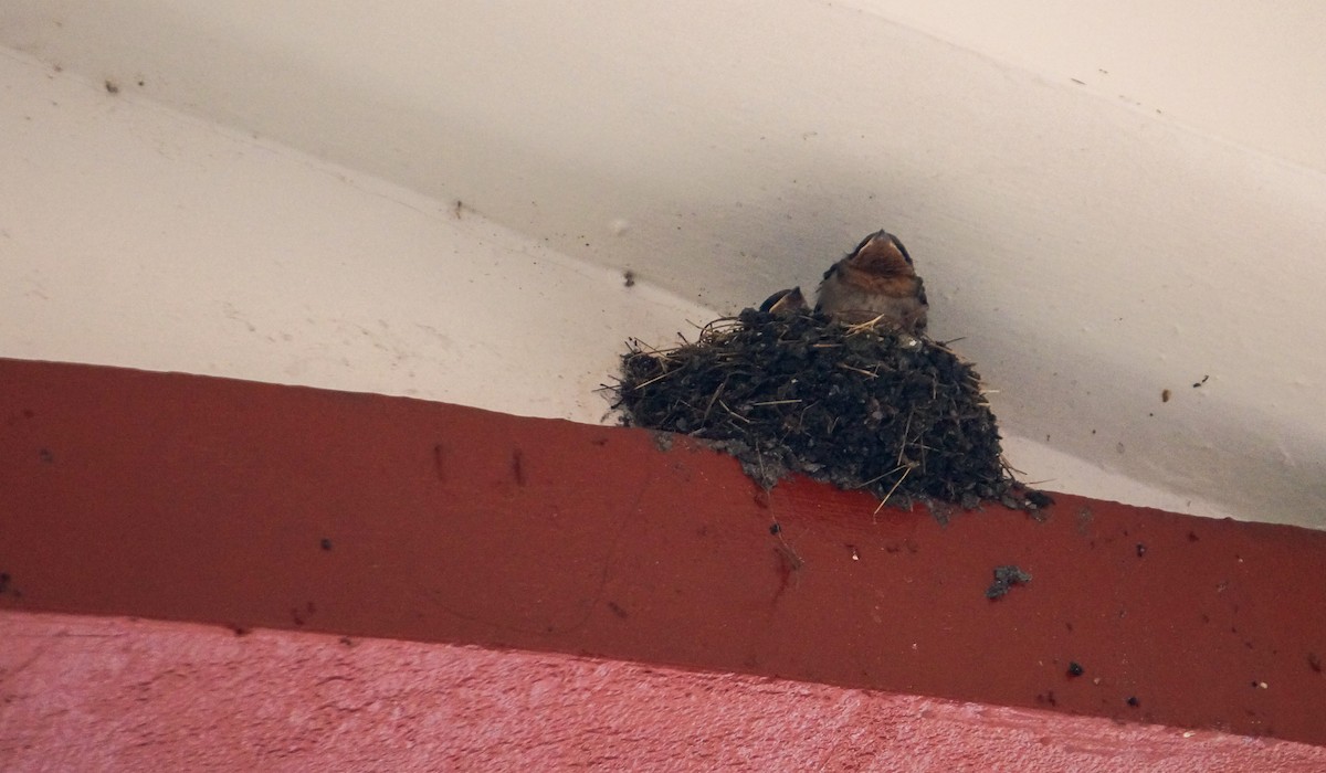 リュウキュウツバメ - ML646831310