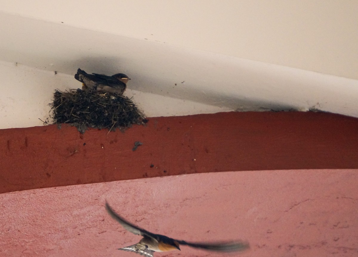 リュウキュウツバメ - ML646831311