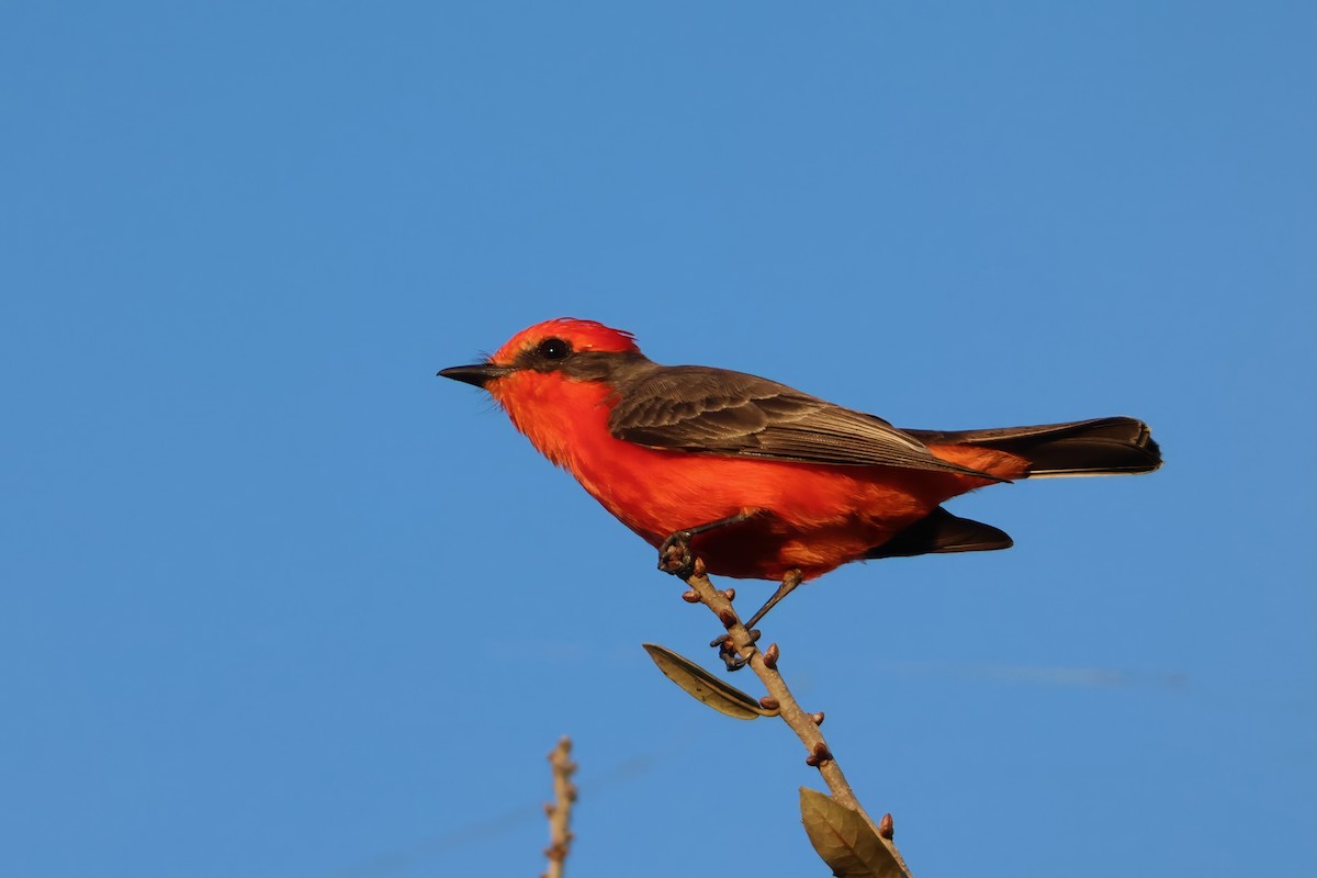 Vermilion Flycatcher - ML646831312