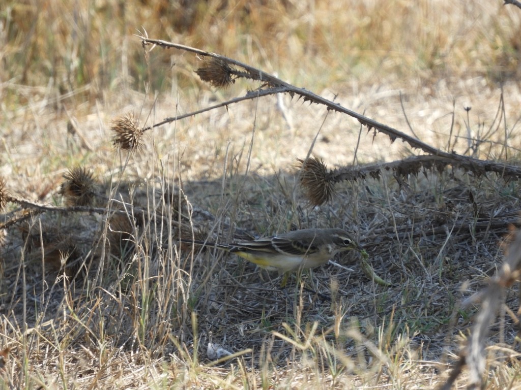 Bergeronnette printanière - ML646831313