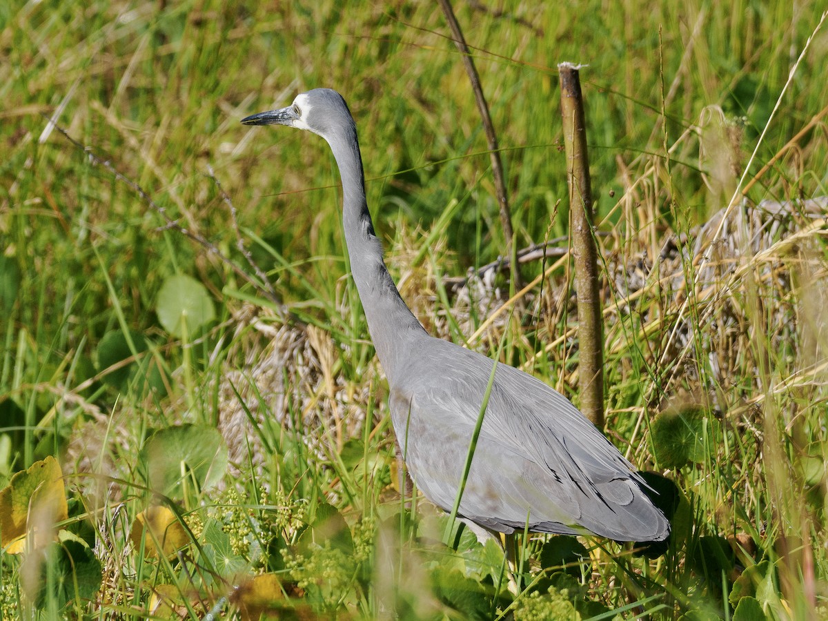 カオジロサギ - ML646831314