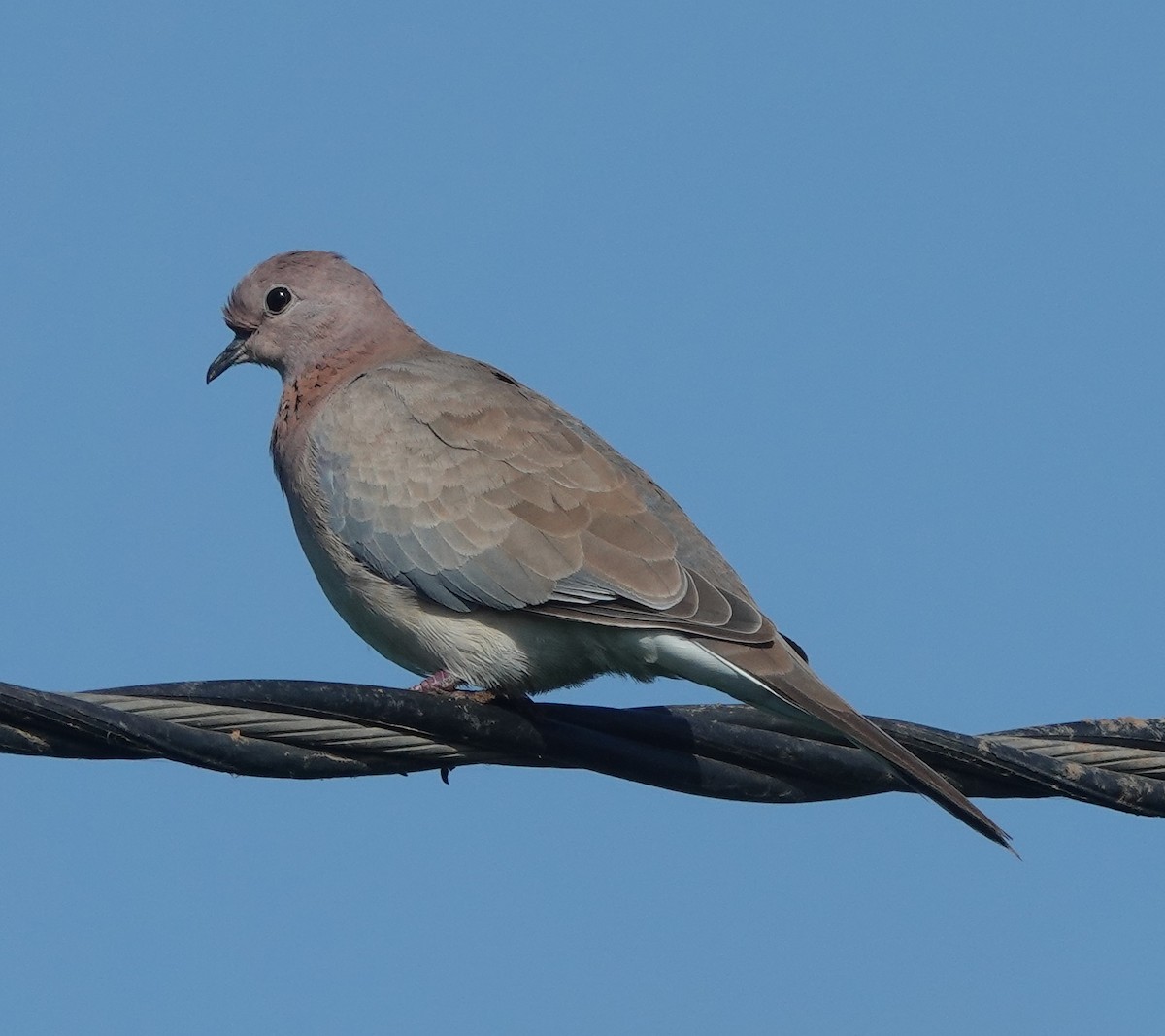 ワライバト - ML646831315