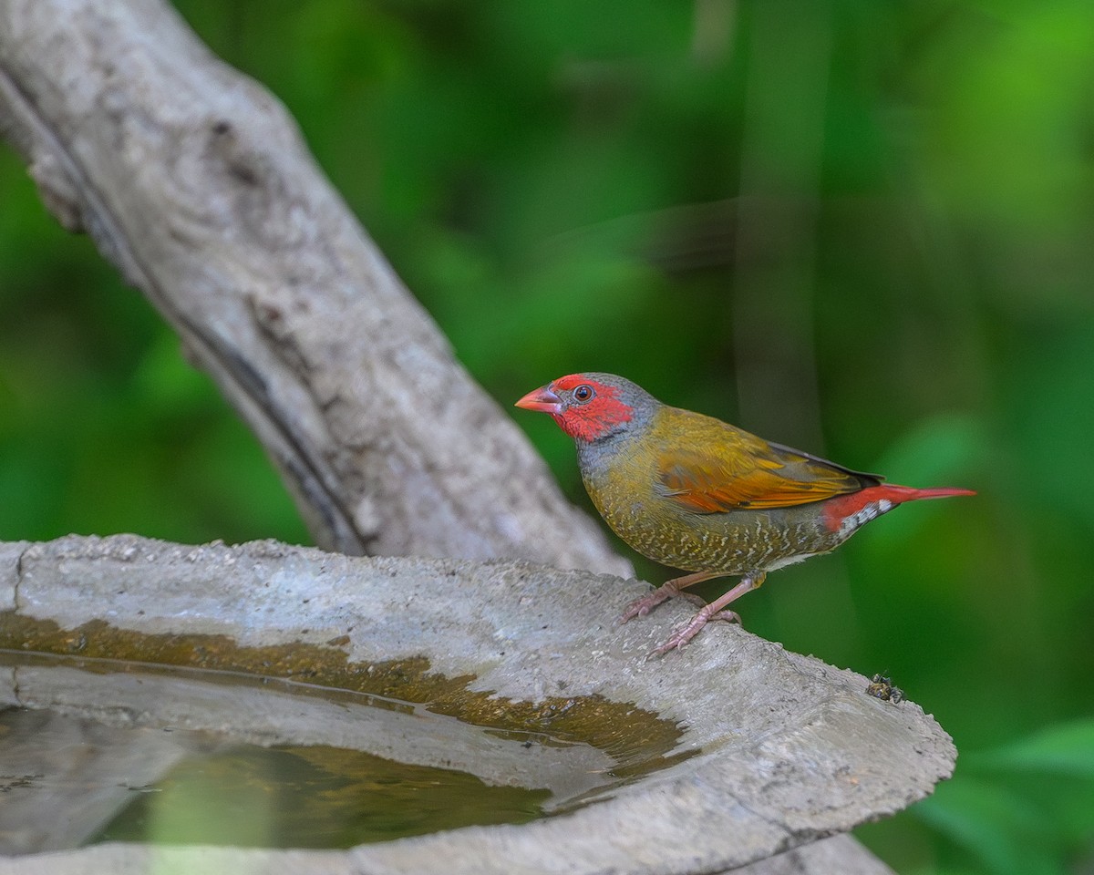 Златокрылый астрильд - ML646831316