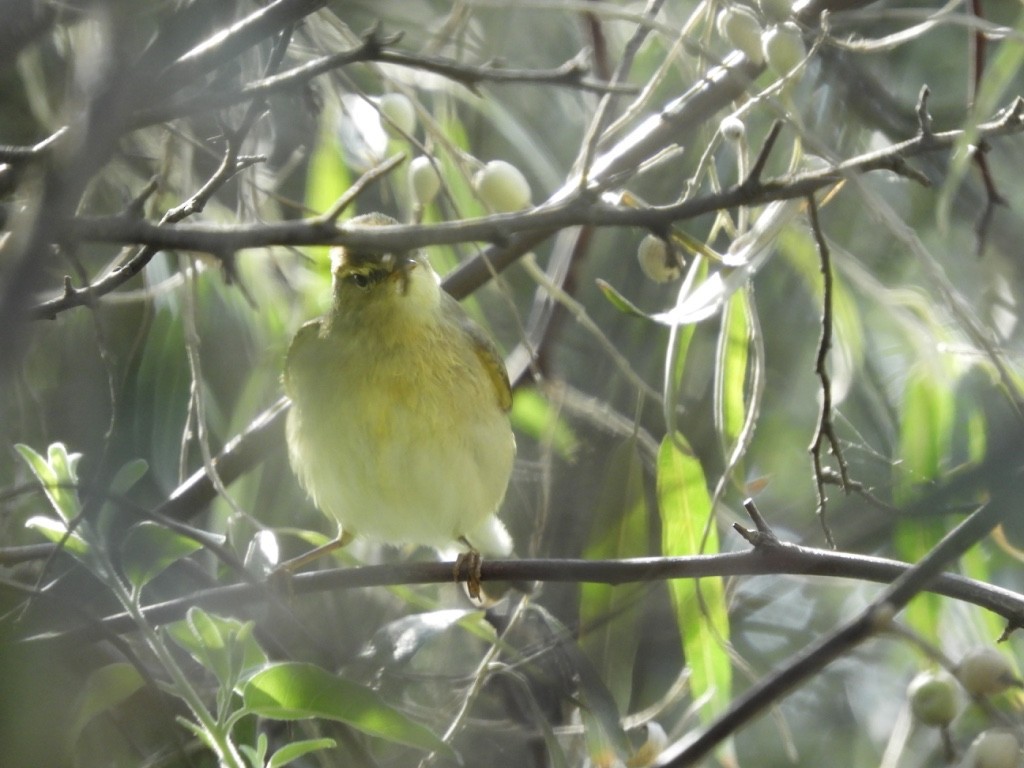 Pouillot fitis - ML646831317