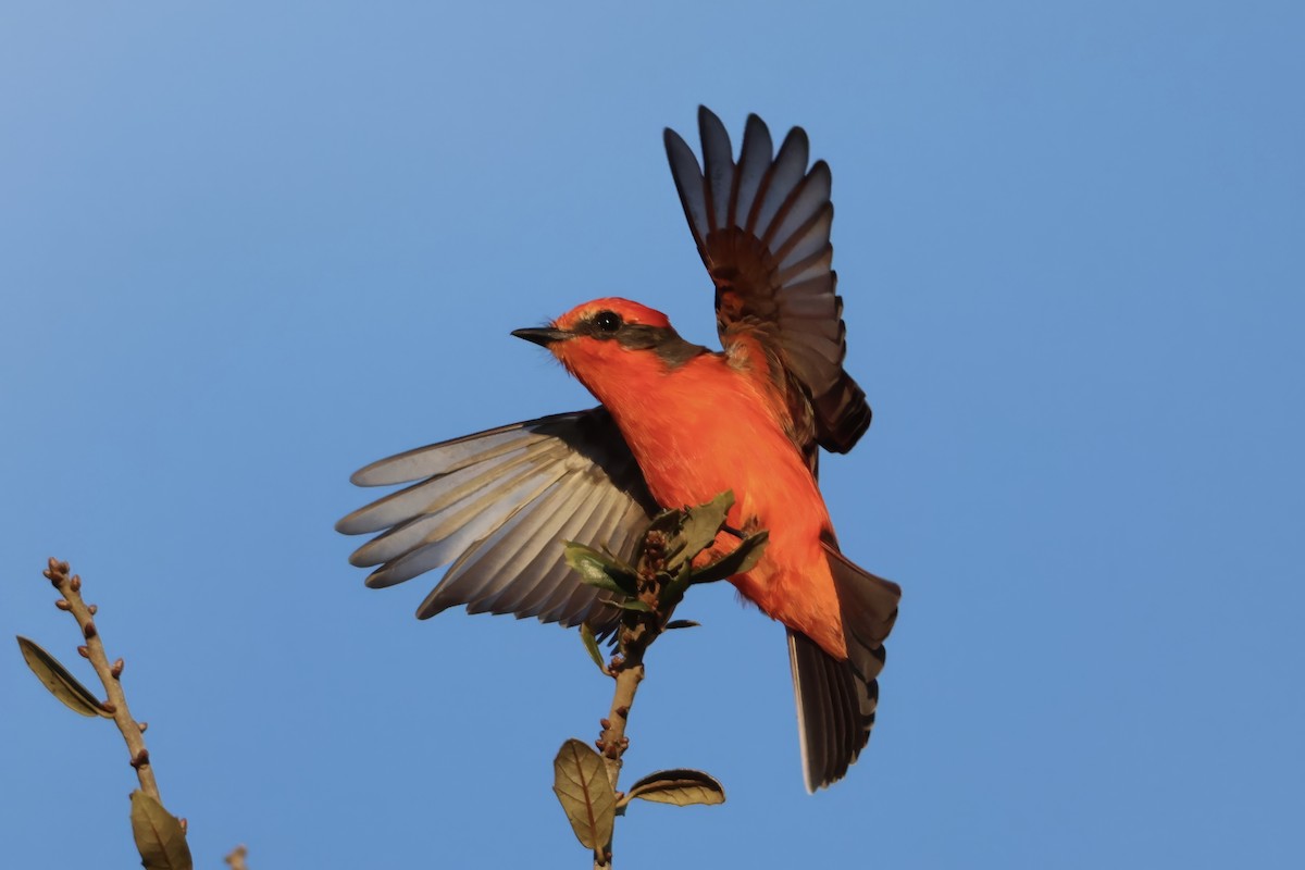 Vermilion Flycatcher - ML646831318