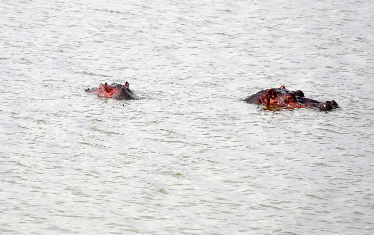 Hipopotam - ML646831319