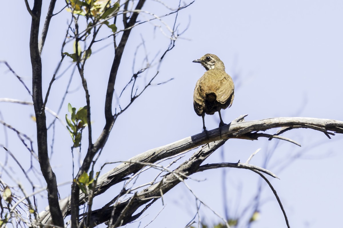 シラヒゲオタテドリ - ML646831320