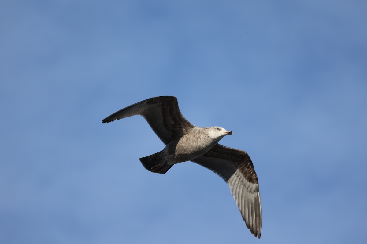 American Herring Gull - ML646831321