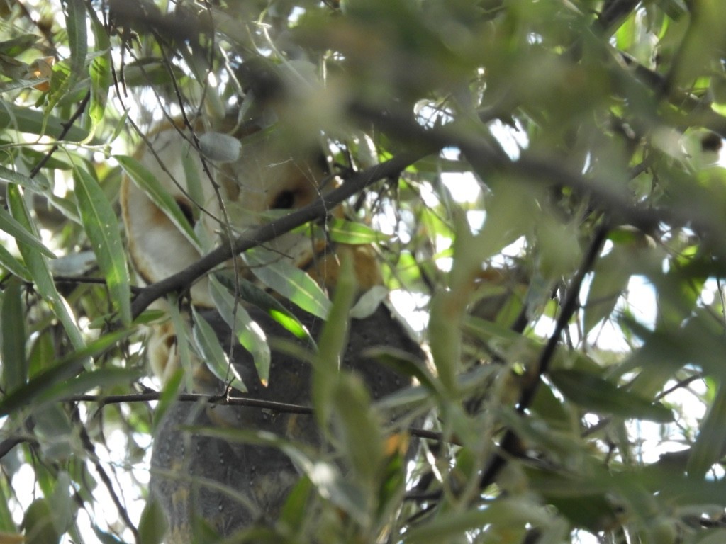 Effraie des clochers - ML646831322