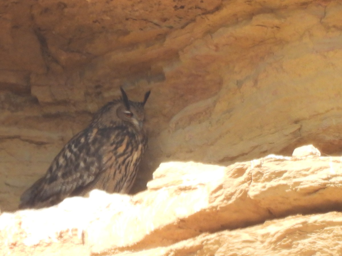 ワシミミズク - ML646831323