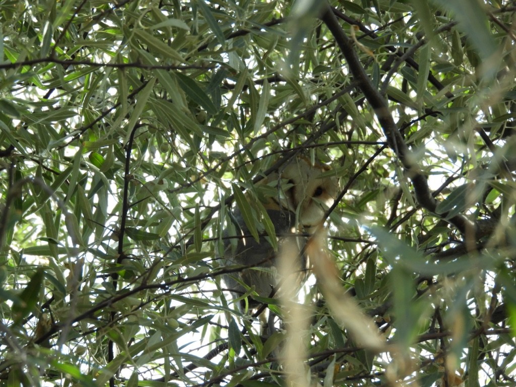 Effraie des clochers - ML646831324