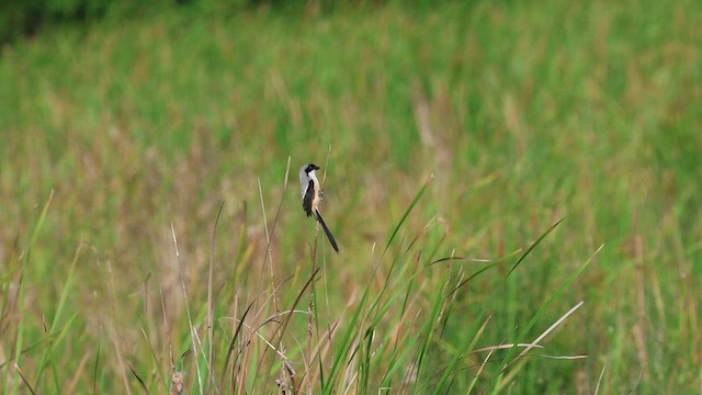 Алаг дунхай - ML646831325