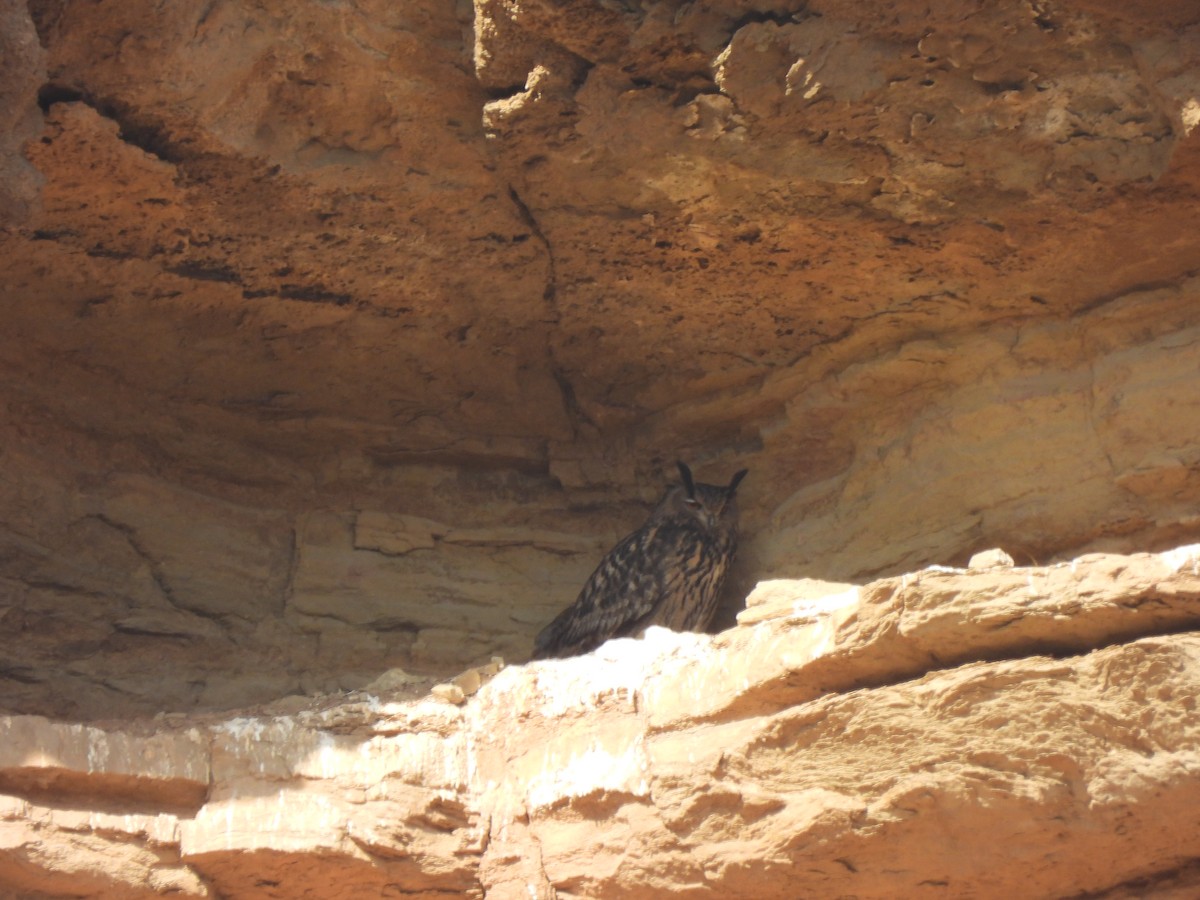 ワシミミズク - ML646831326