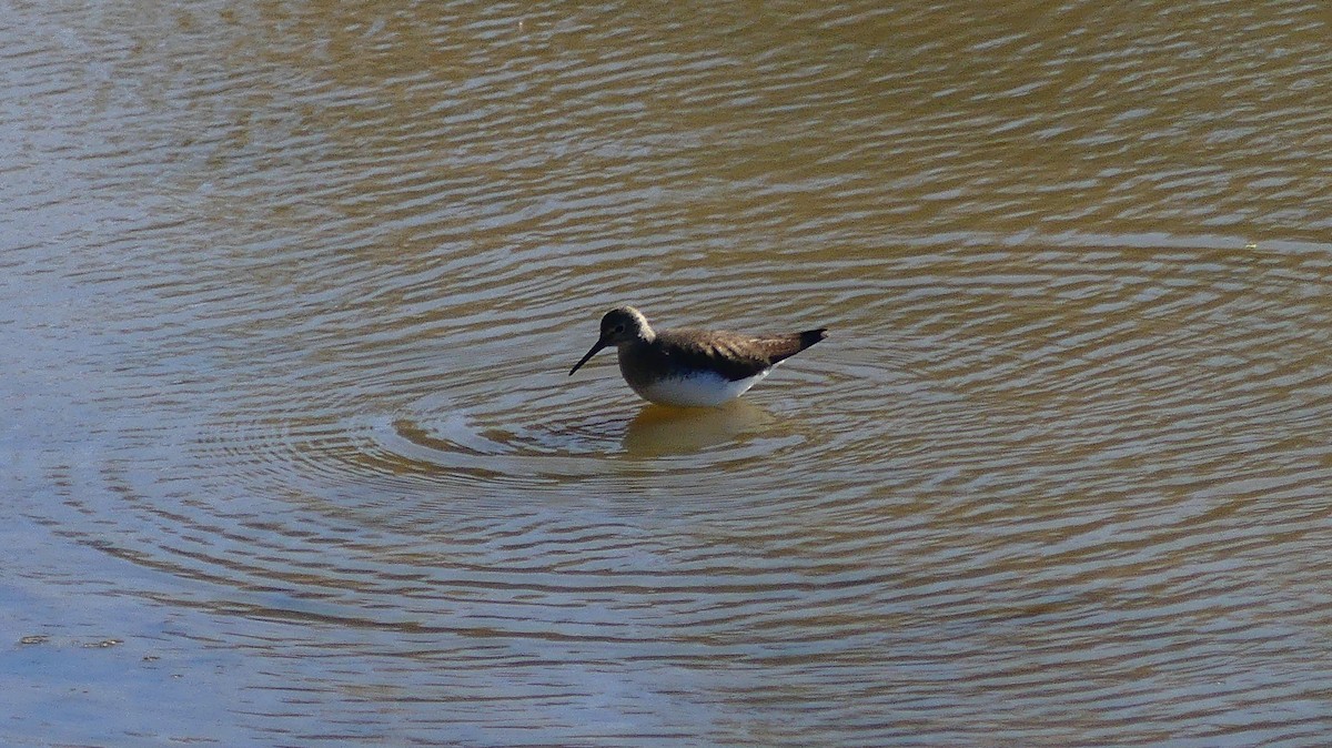 クサシギ - ML646831327