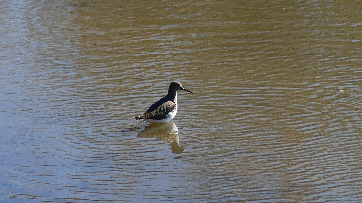 クサシギ - ML646831328