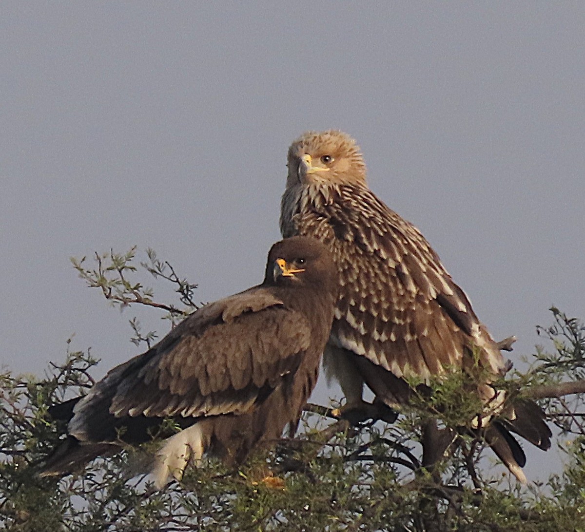 Steppenadler - ML646831329