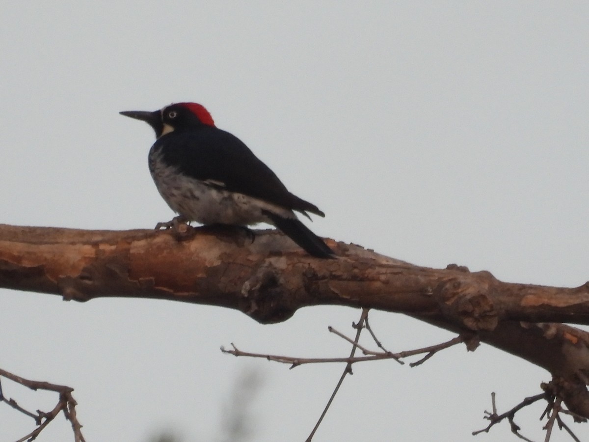 Acorn Woodpecker - ML646831330