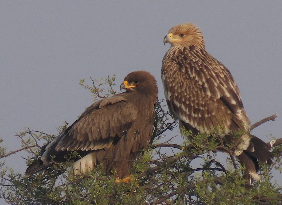 Steppenadler - ML646831338