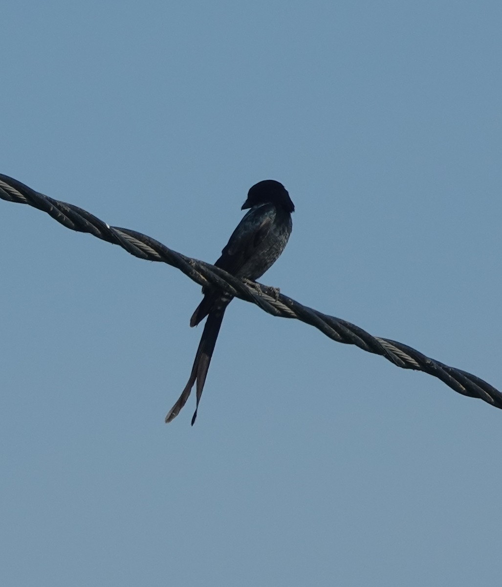 Black Drongo - ML646831339