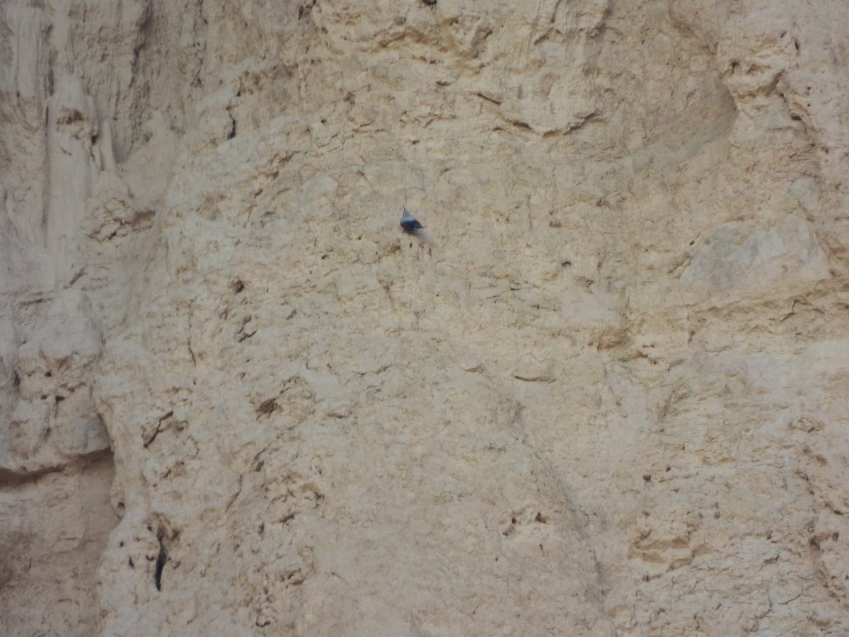 Стінолаз - ML646831342