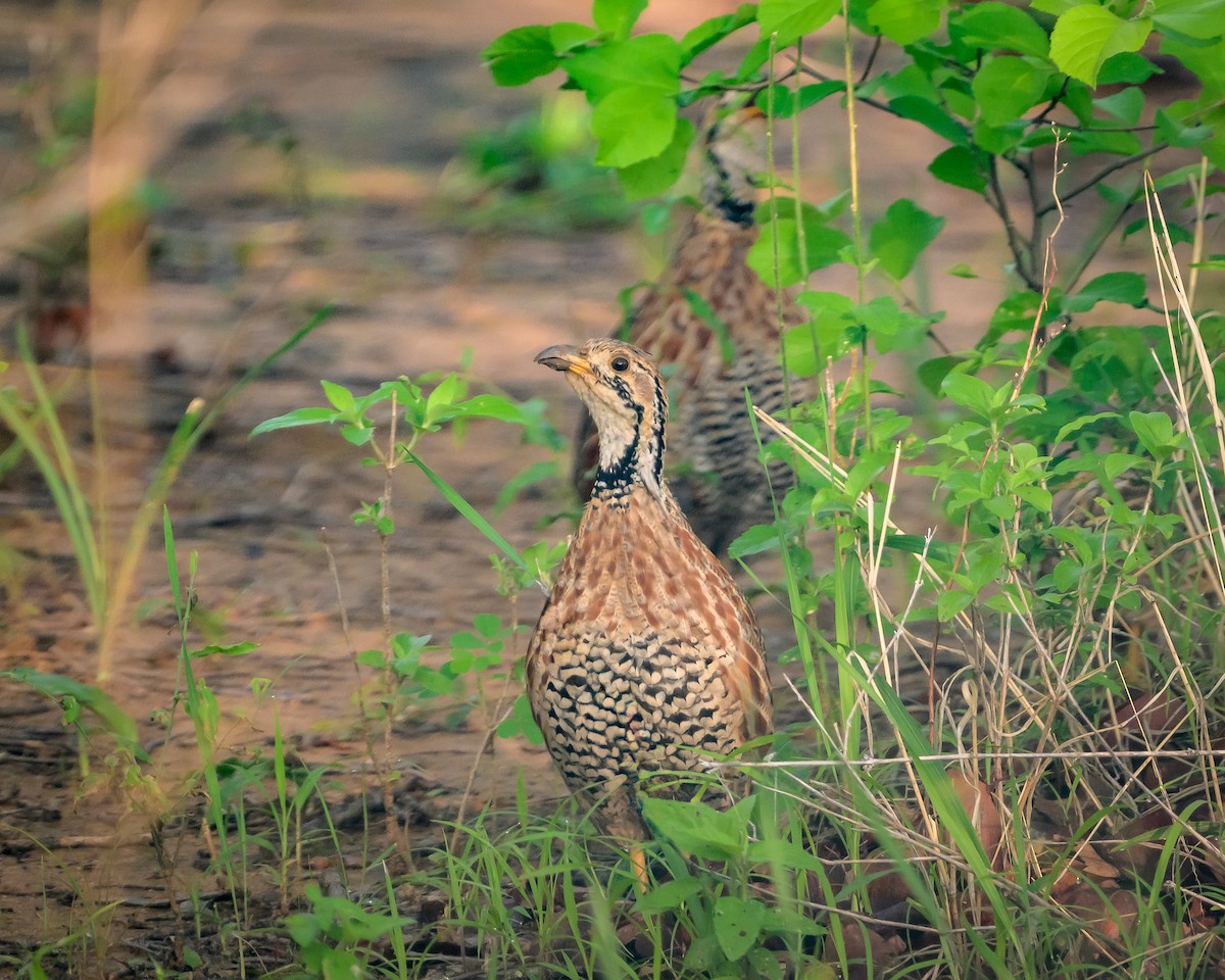 Кустарниковый франколин - ML646831347