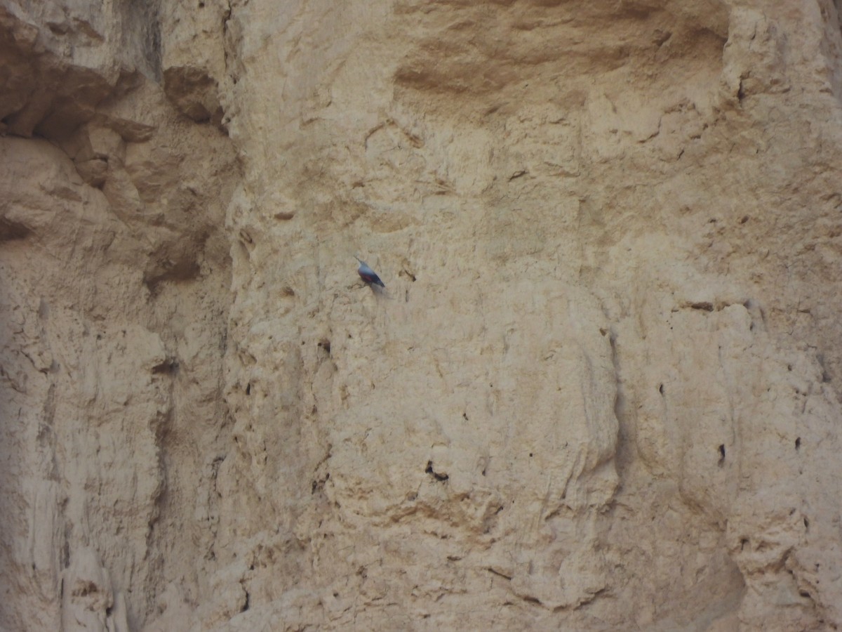 Стінолаз - ML646831348