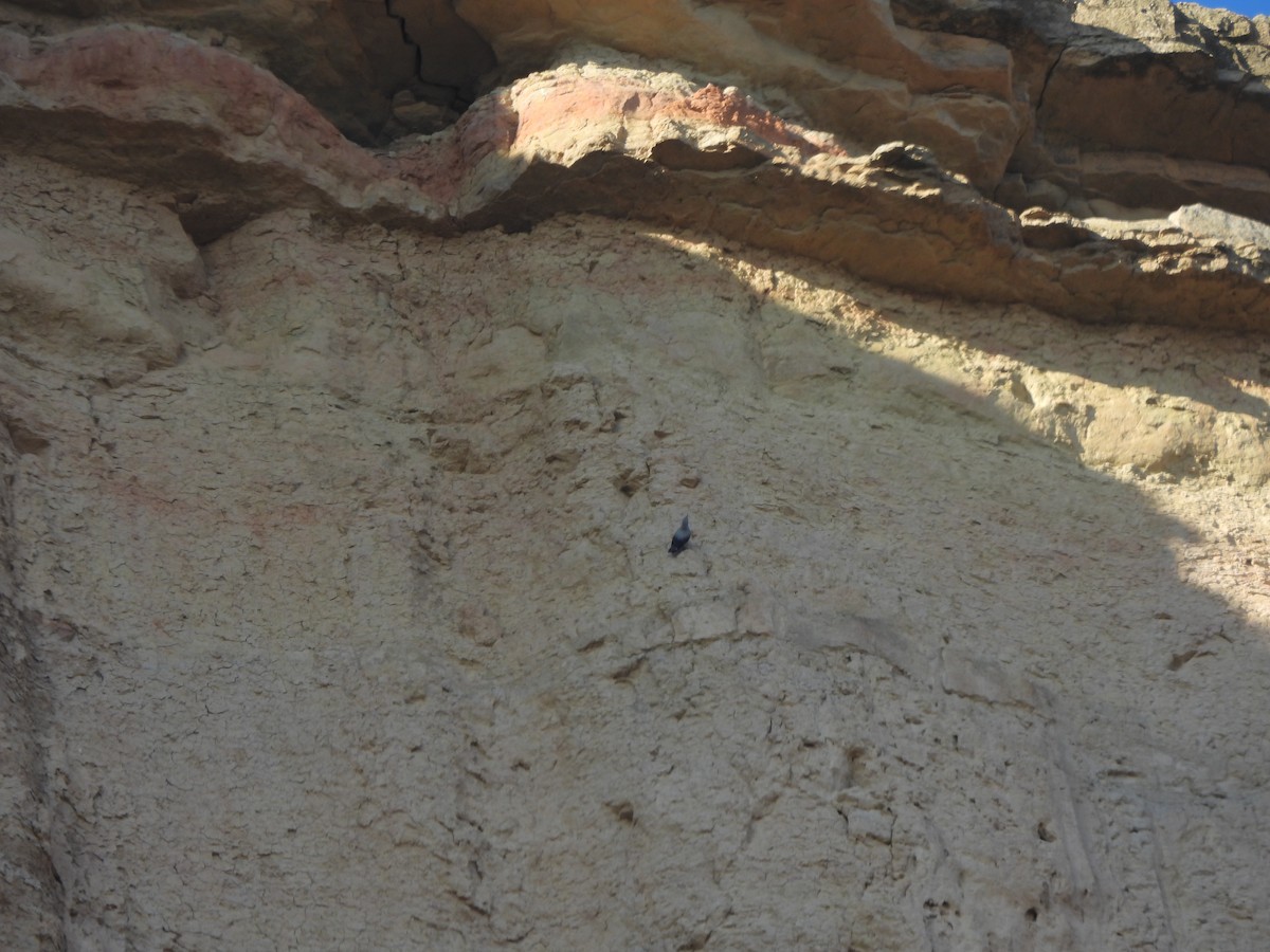 Стінолаз - ML646831349