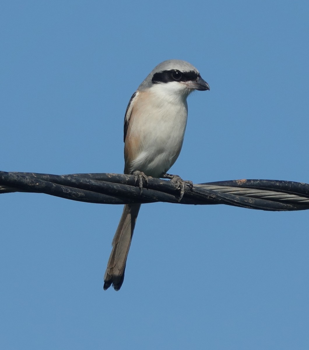 Сорокопуд довгохвостий - ML646831350