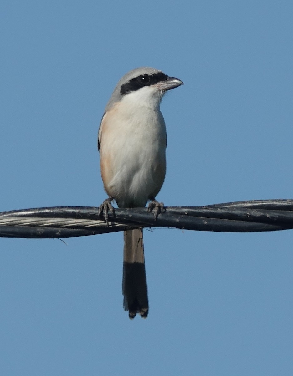 Сорокопуд довгохвостий - ML646831351