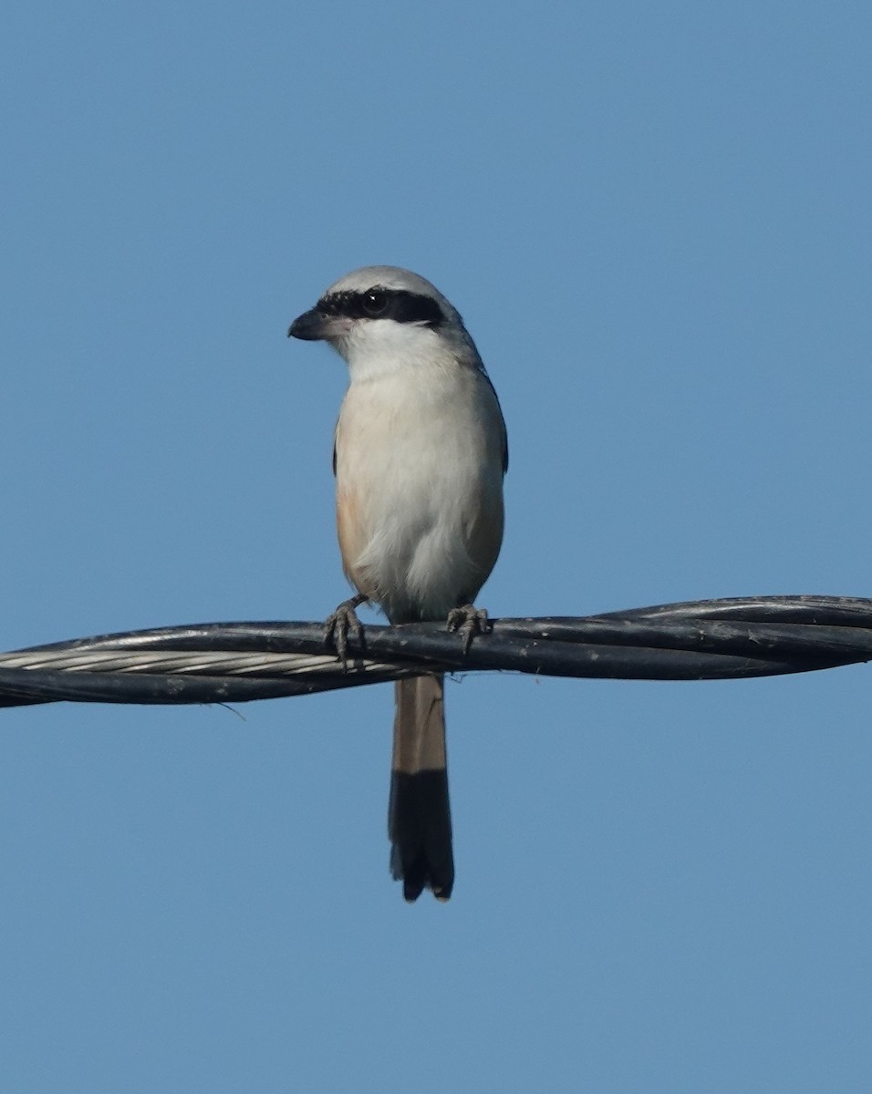 Сорокопуд довгохвостий - ML646831352