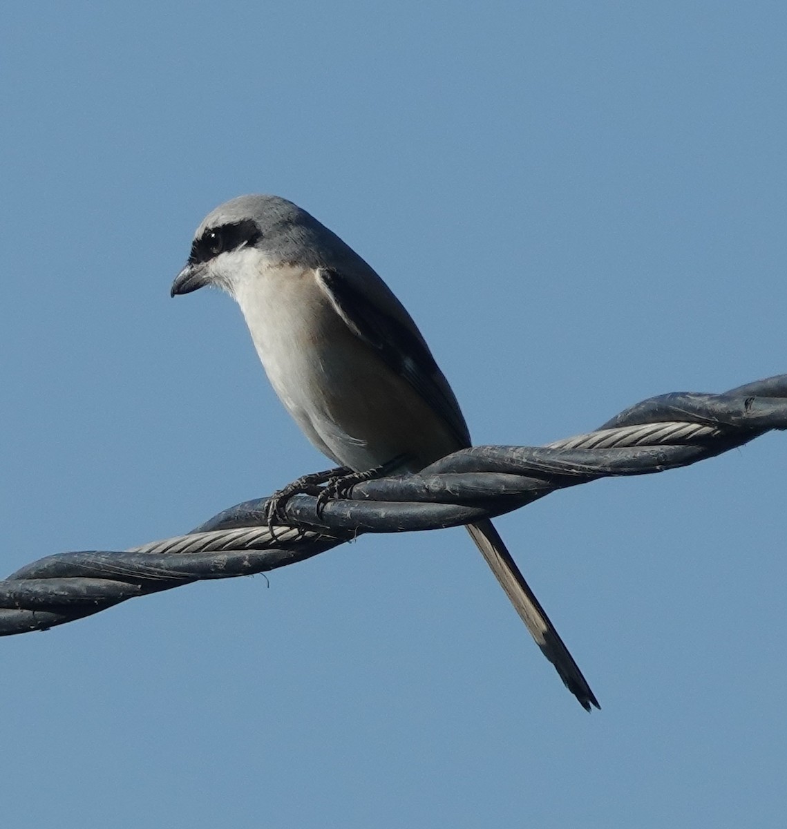 Сорокопуд довгохвостий - ML646831353