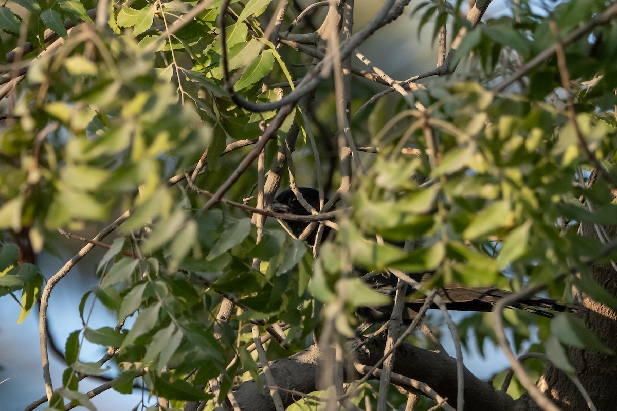 オニカッコウ - ML646831354