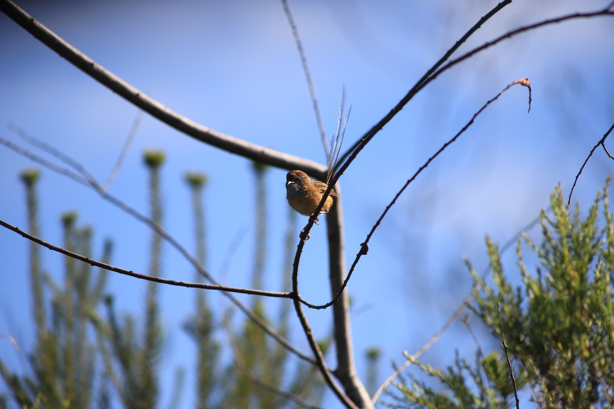 Малюр-м’якохвіст рудолобий - ML646831355