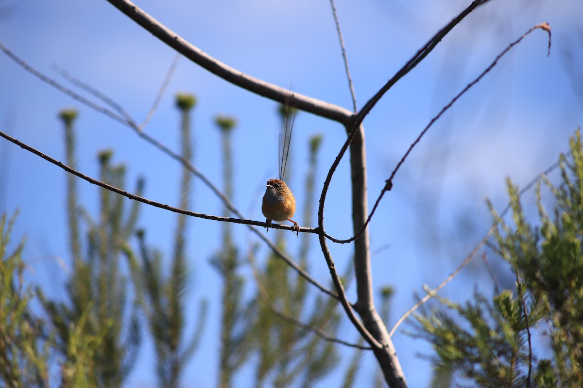 Малюр-м’якохвіст рудолобий - ML646831356