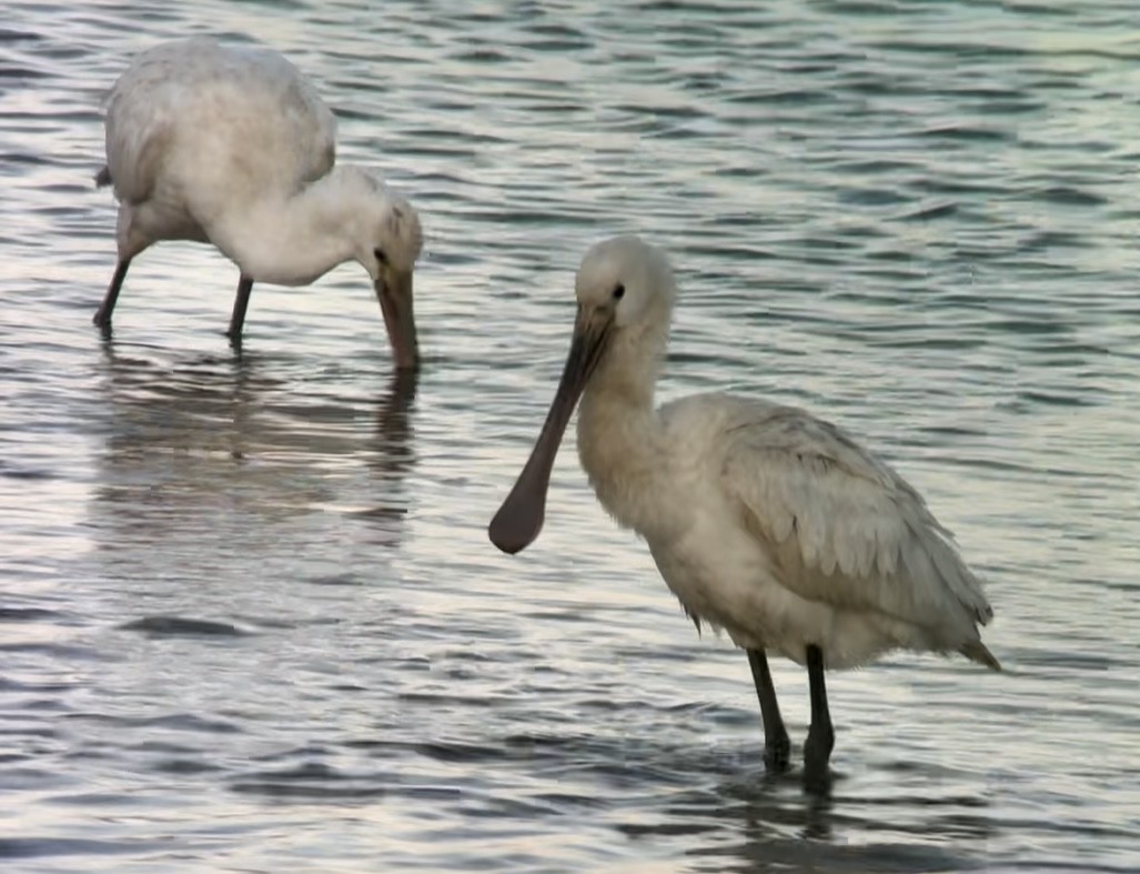 Халбаган хошуут - ML646831357