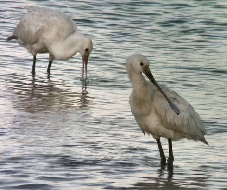 Халбаган хошуут - ML646831358